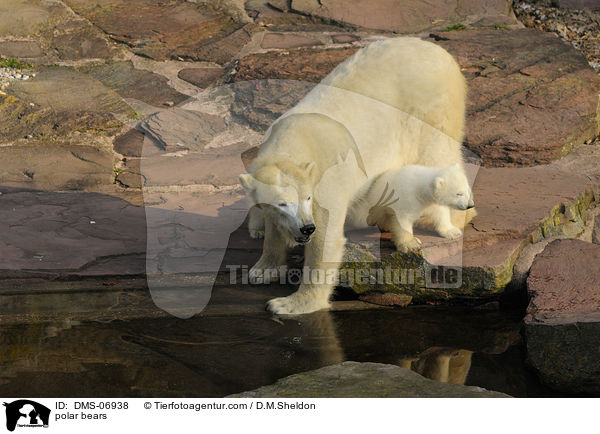 polar bears / DMS-06938