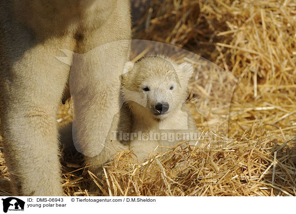 young polar bear / DMS-06943