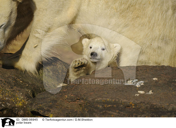 Eisbren / polar bears / DMS-06945