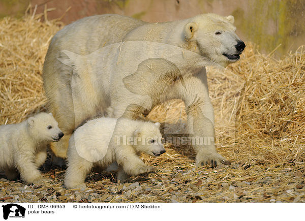 polar bears / DMS-06953
