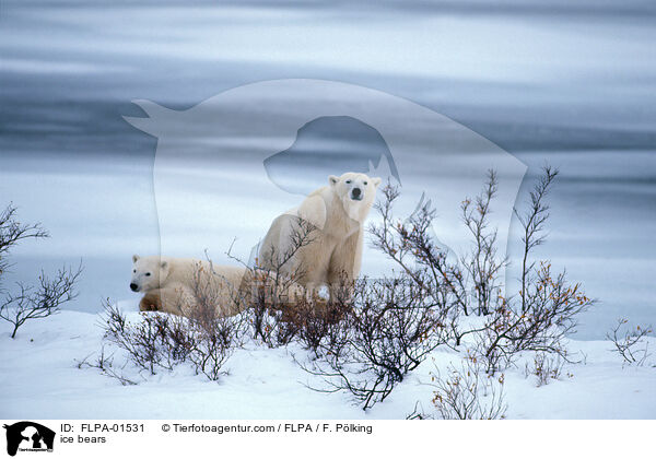 ice bears / FLPA-01531