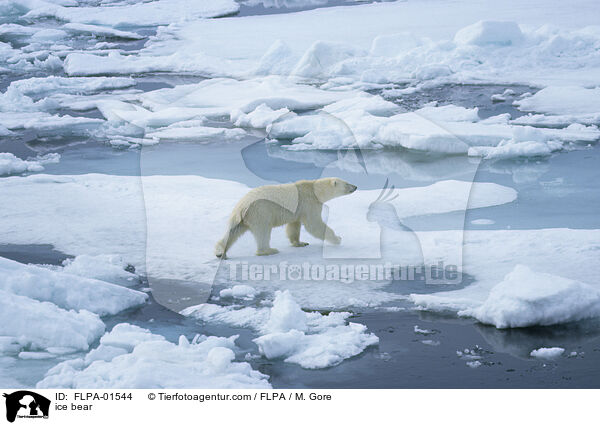 Eisbr / ice bear / FLPA-01544