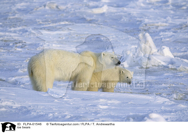 ice bears / FLPA-01546