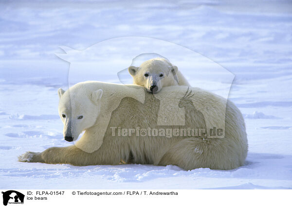 ice bears / FLPA-01547