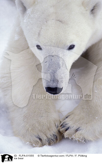Eisbr / ice bear / FLPA-01555