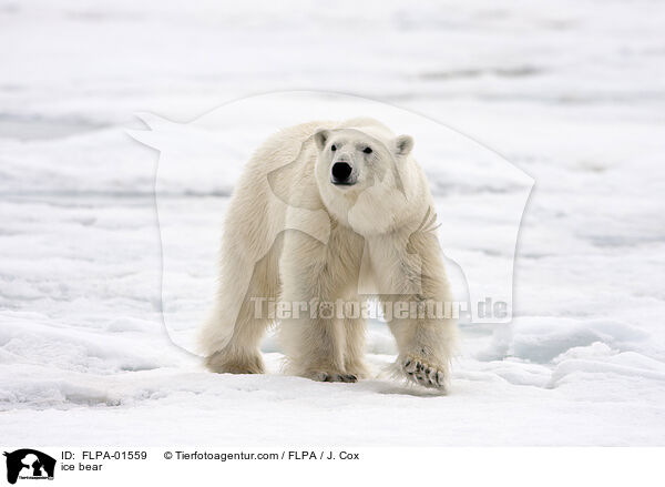 Eisbr / ice bear / FLPA-01559