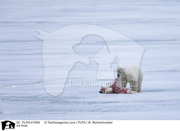 Eisbr / ice bear / FLPA-01566