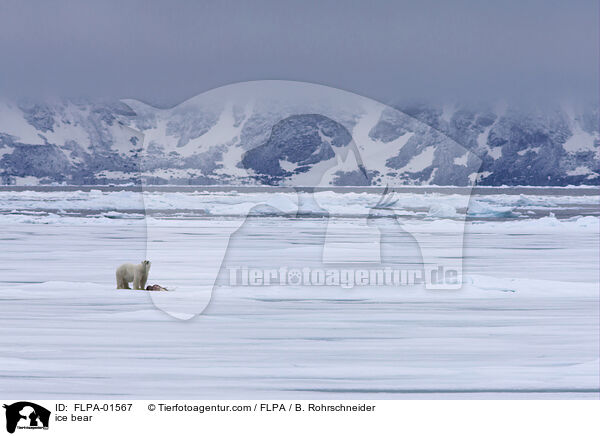 Eisbr / ice bear / FLPA-01567