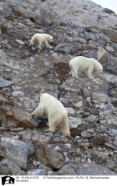 ice bears / FLPA-01575
