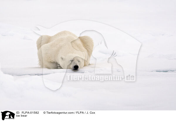 Eisbr / ice bear / FLPA-01582
