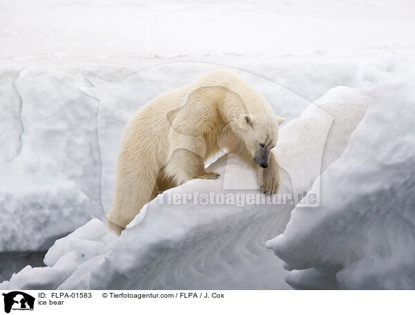 Eisbr / ice bear / FLPA-01583
