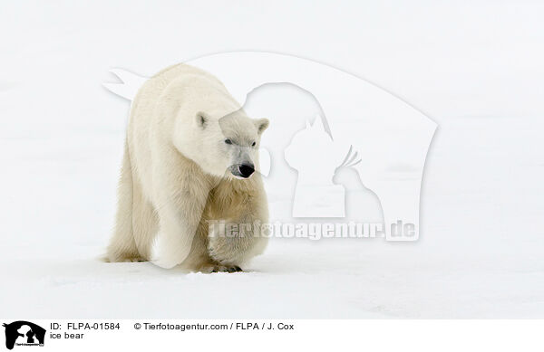 ice bear / FLPA-01584