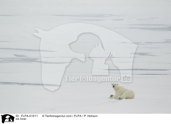 ice bear / FLPA-01611