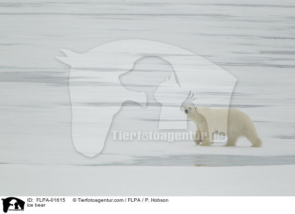 ice bear / FLPA-01615