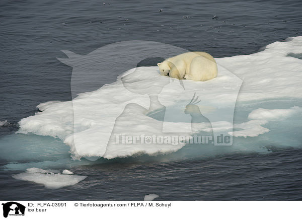 ice bear / FLPA-03991