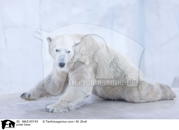 polar bear / MAZ-05745