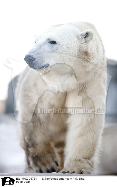 Eisbr / polar bear / MAZ-05754