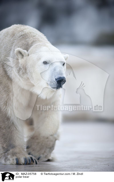 polar bear / MAZ-05758