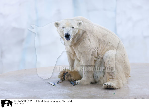 polar bear / MAZ-05762