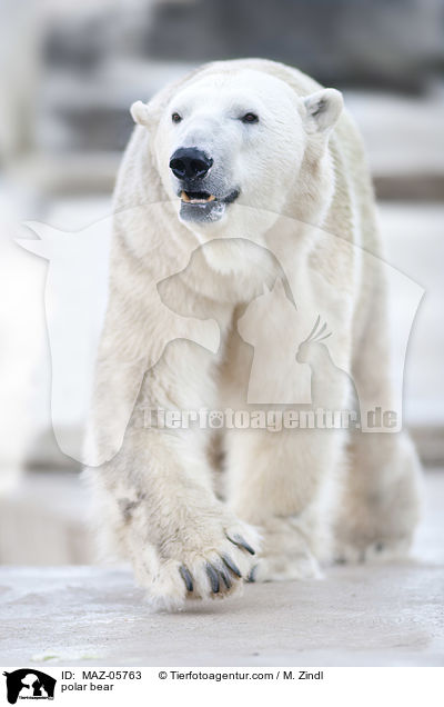 polar bear / MAZ-05763