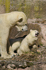 polar bears