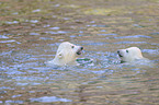 polar bears