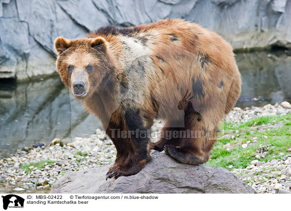 standing Kamtschatka bear / MBS-02422