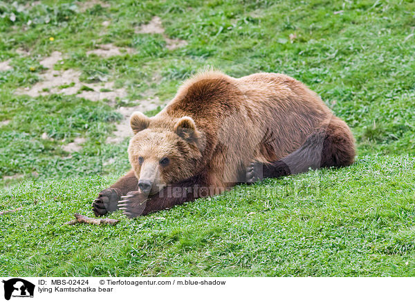 lying Kamtschatka bear / MBS-02424