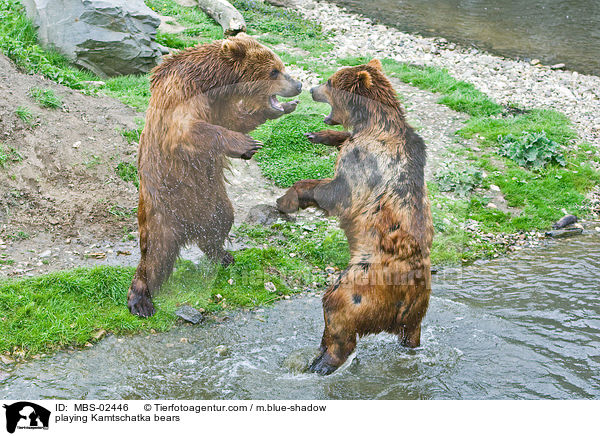 spielende Kamtschatkabren / playing Kamtschatka bears / MBS-02446