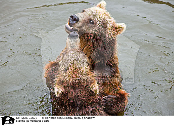 playing kamchatka bears / MBS-02633