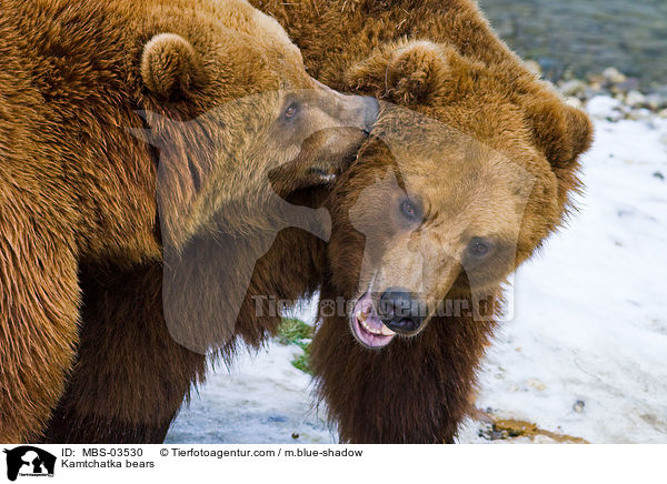 Kamtchatka bears / MBS-03530
