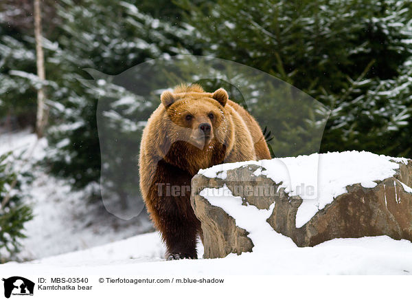 Kamtchatka bear / MBS-03540