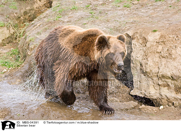 Siberian bear / MBS-04391