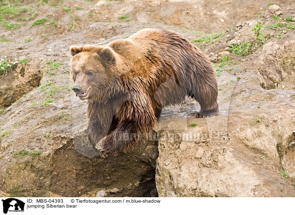 jumping Siberian bear / MBS-04393
