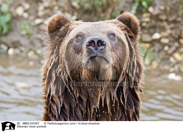 Siberian bear portrait / MBS-04397