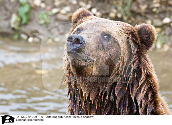 Siberian bear portrait / MBS-04399