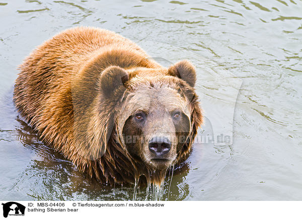 bathing Siberian bear / MBS-04406
