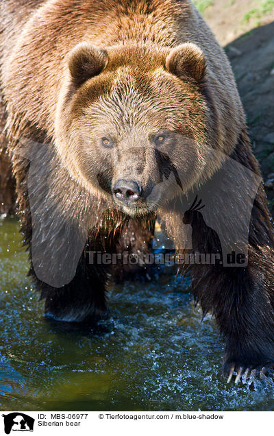 Siberian bear / MBS-06977