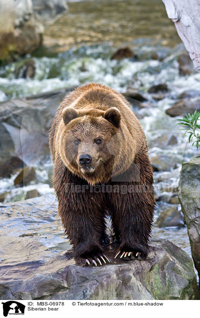 Siberian bear / MBS-06978