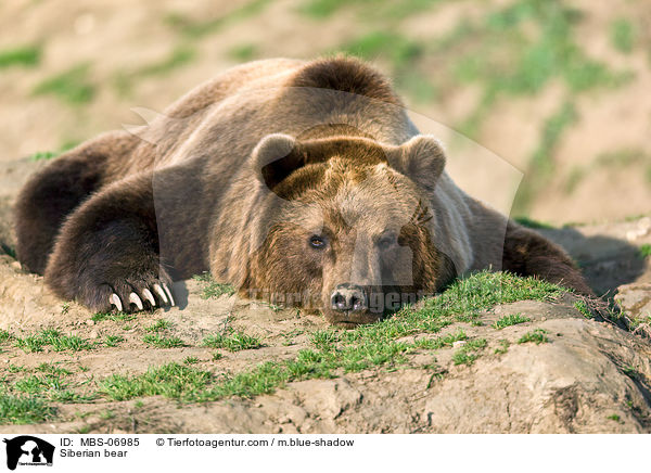 Kamtschatkabr / Siberian bear / MBS-06985