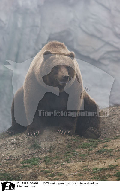 Siberian bear / MBS-06998