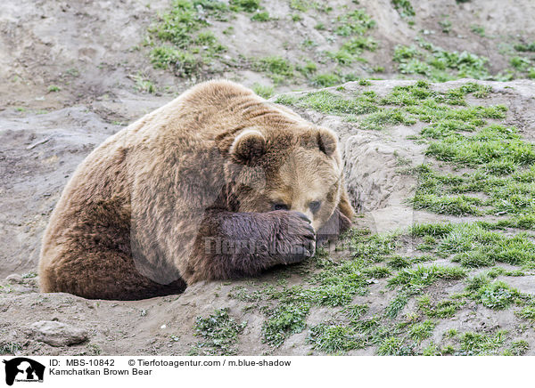 Kamchatkan Brown Bear / MBS-10842