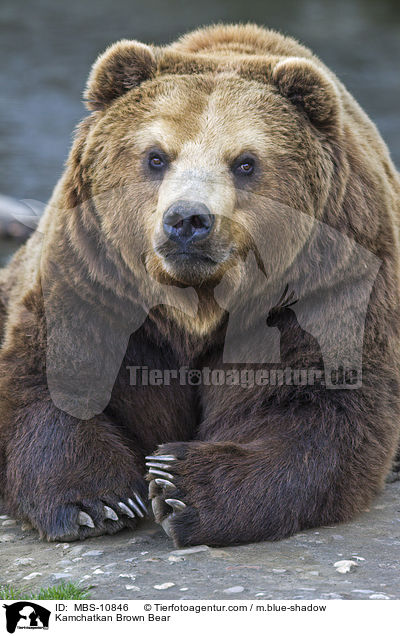 Kamchatkan Brown Bear / MBS-10846