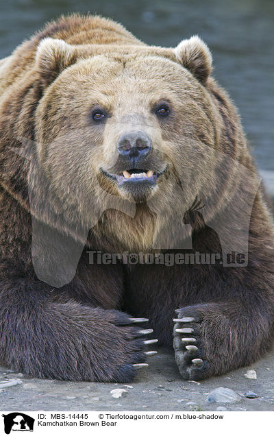 Kamchatkan Brown Bear / MBS-14445