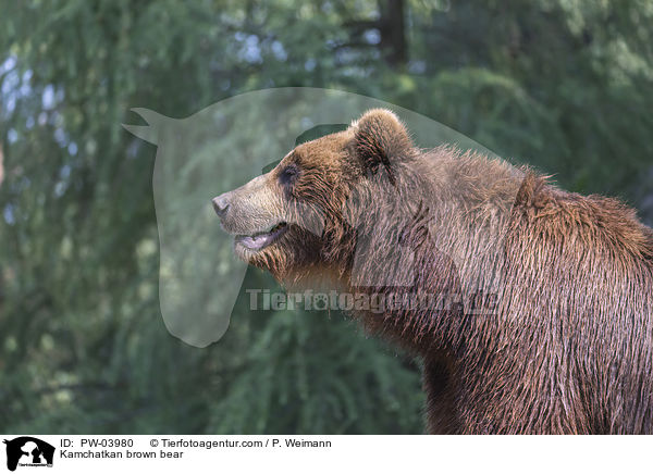 Kamchatkan brown bear / PW-03980