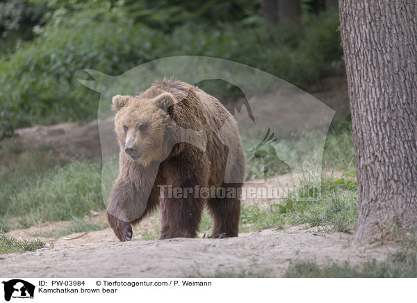 Kamchatkan brown bear / PW-03984