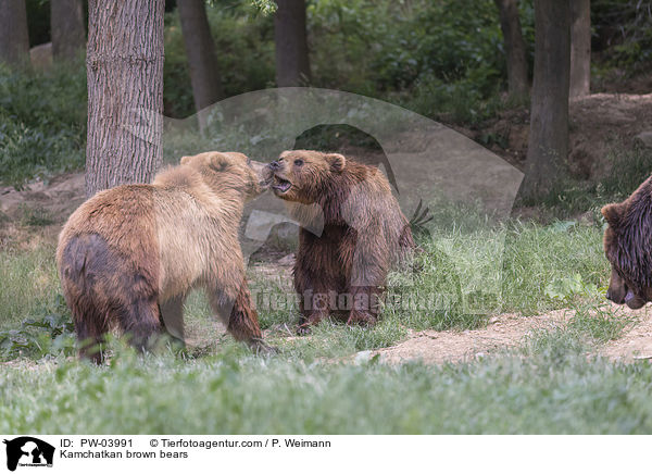 Kamchatkan brown bears / PW-03991