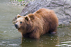 bathing Kamtschatka bear