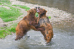 playing Kamtschatka bears