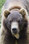 Siberian bear